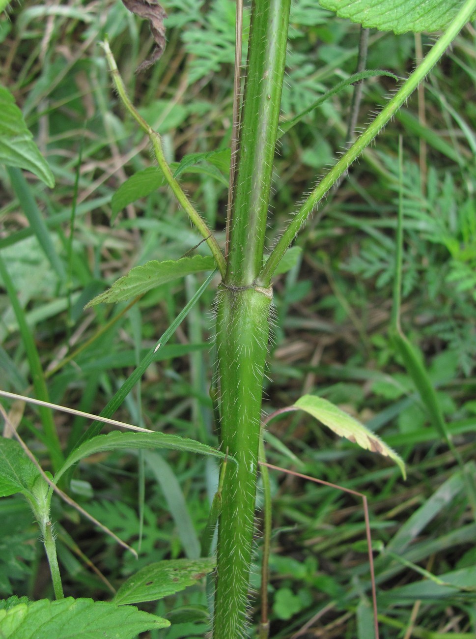 Image of Galeopsis bifida specimen.