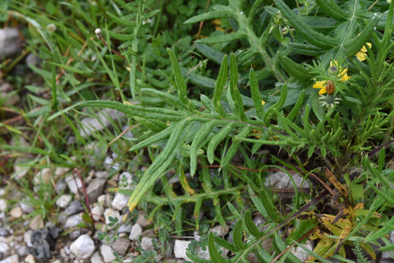 Изображение особи род Cirsium.