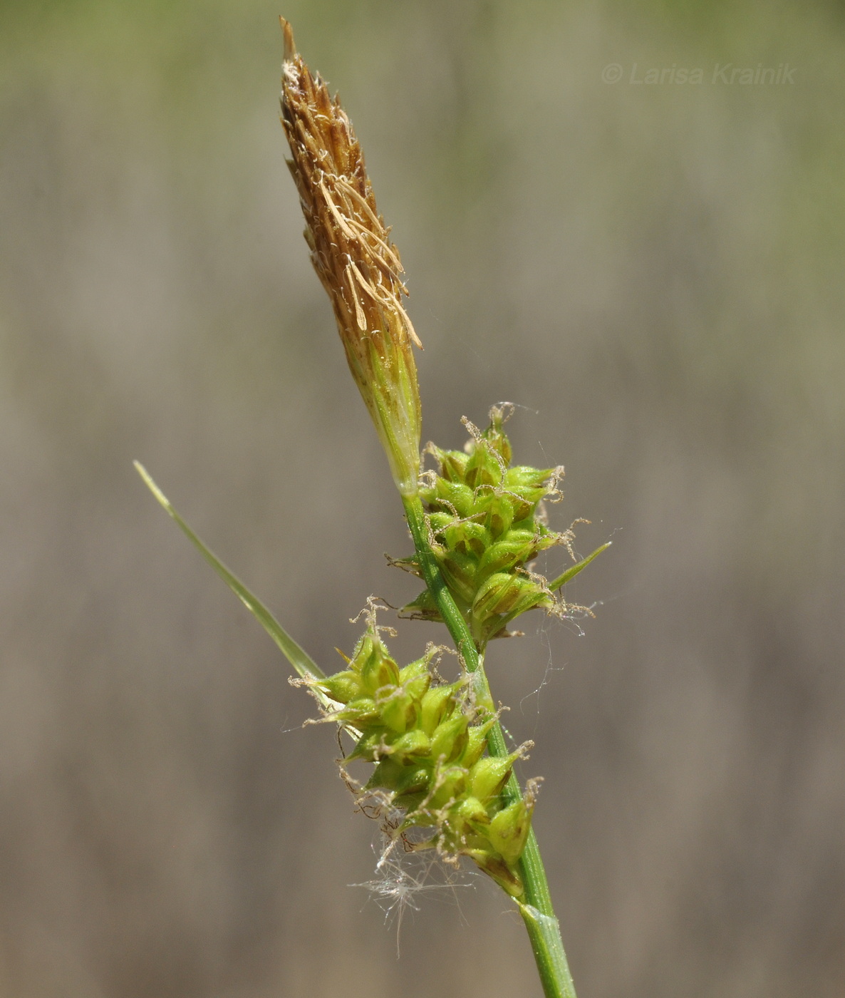 Изображение особи Carex pseudosabynensis.