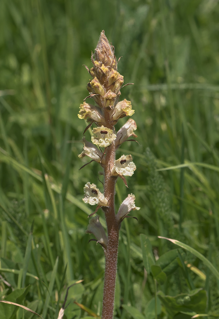 Изображение особи Orobanche alba.