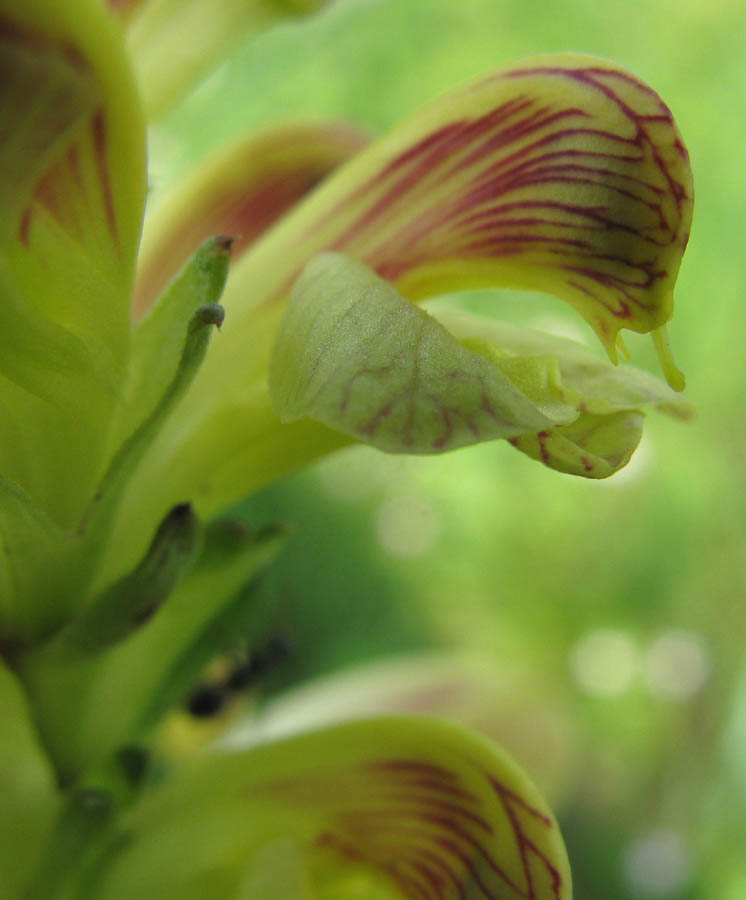 Image of Pedicularis striata specimen.