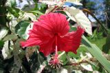 Hibiscus rosa-sinensis. Цветок (культивар). Папуа Новая Гвинея, регион Момасе, провинция Восточный Сепик, река Юэт, деревня Kanduanum. 27.08.2009.