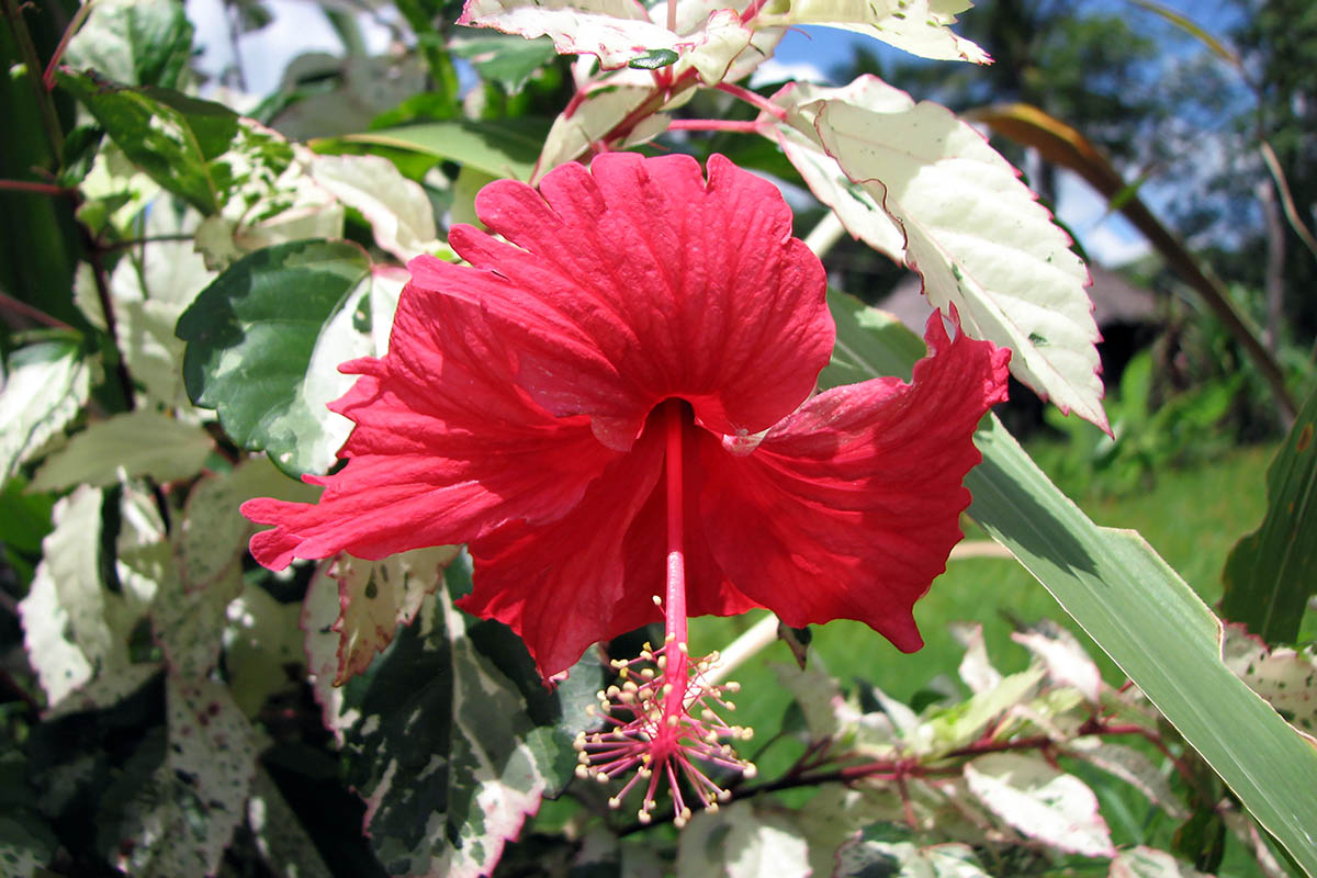 Image of Hibiscus rosa-sinensis specimen.