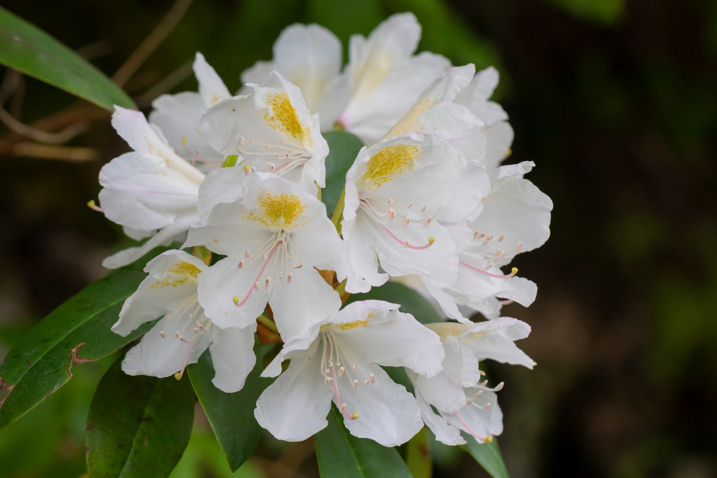 Изображение особи Rhododendron caucasicum.