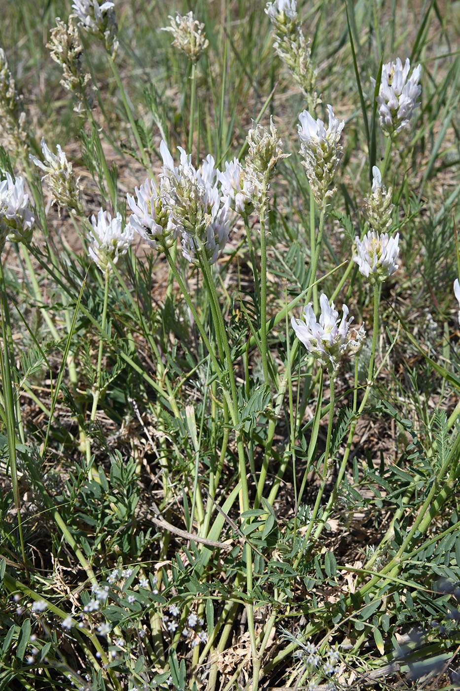 Изображение особи Astragalus onobrychis.