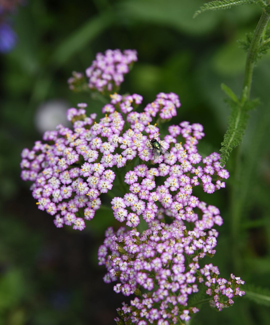 Image of Achillea millefolium specimen.