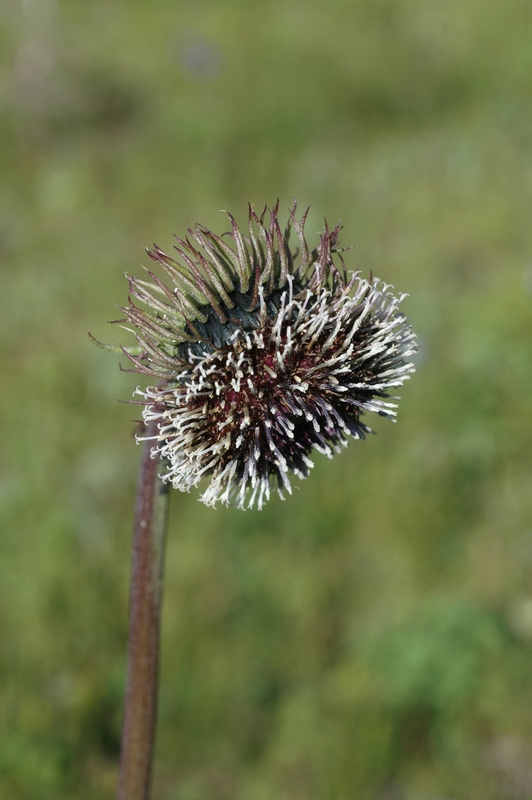 Image of Saussurea frolowii specimen.