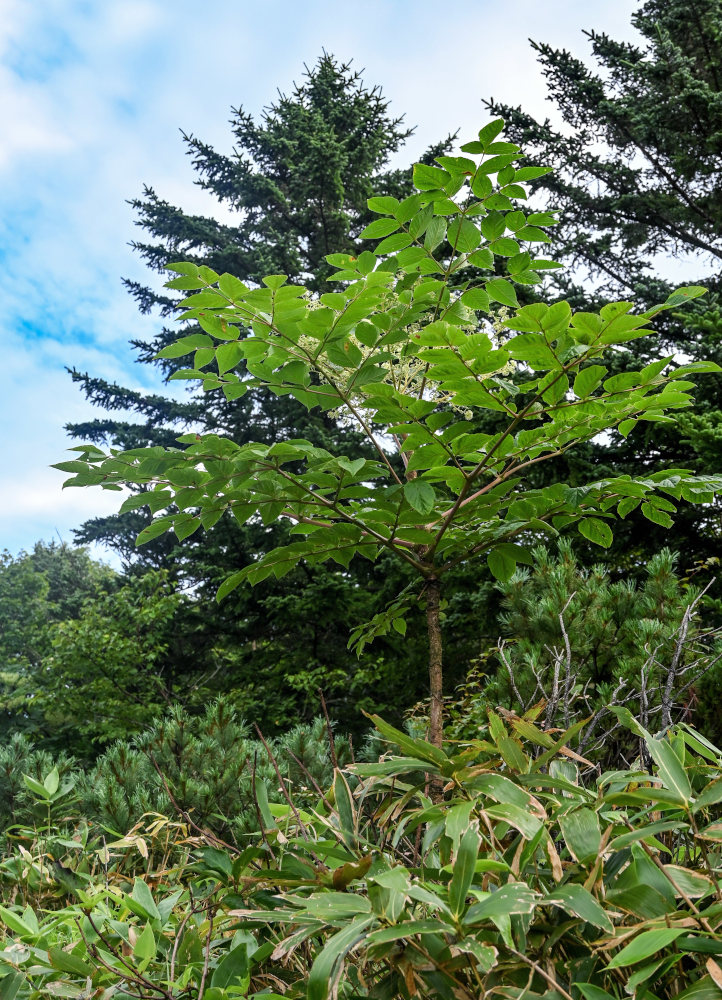 Image of Aralia elata specimen.