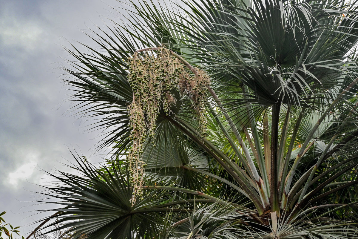 Изображение особи Washingtonia robusta.