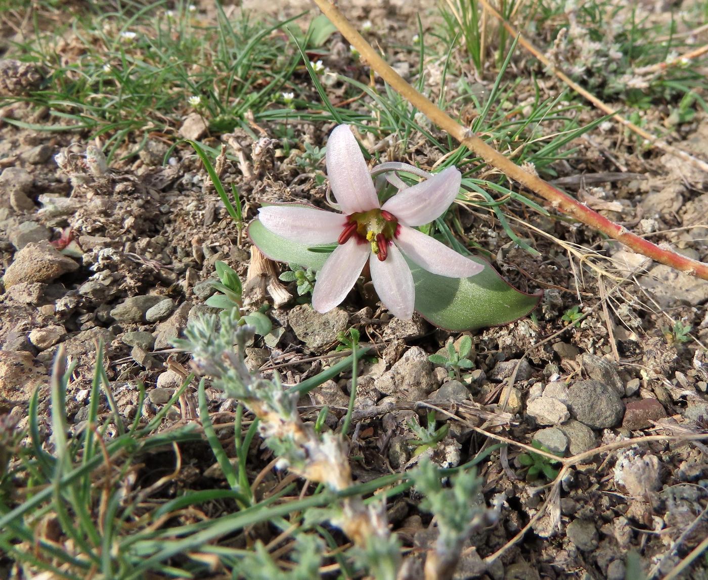 Image of Rhinopetalum stenantherum specimen.