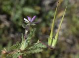 Erodium cicutarium