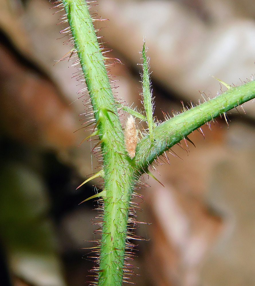 Image of Rubus caucasicus specimen.