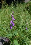 Campanula rapunculoides. Верхушка цветущего растения. Армения, обл. Лори, окр. г. Алаверди, монастырь Санаин, ≈ 1000 м н.у.м., луг. 24.06.2022.