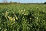 Primula veris