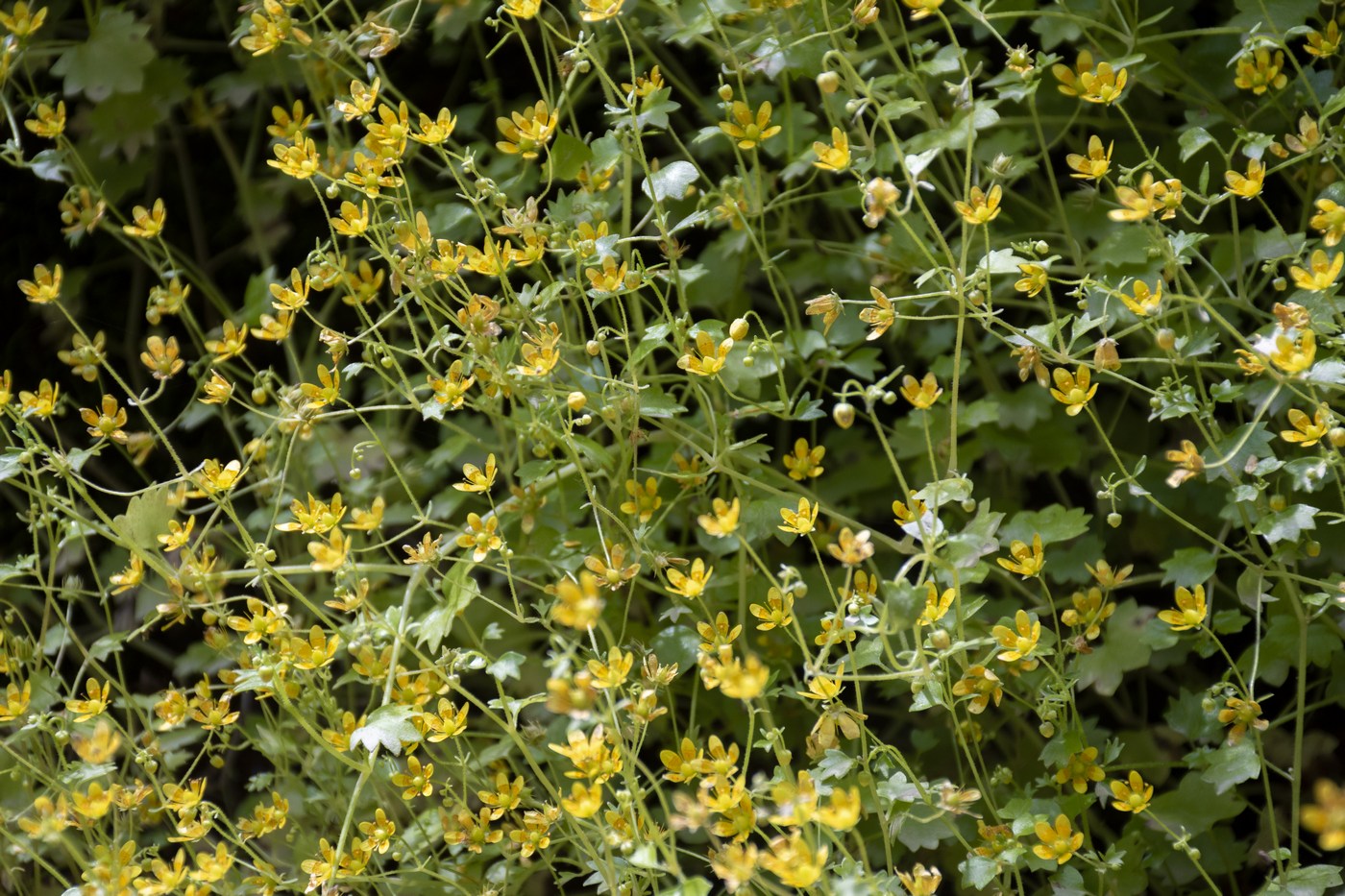 Изображение особи Saxifraga cymbalaria.