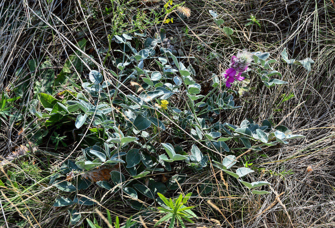 Изображение особи Hedysarum argyrophyllum.