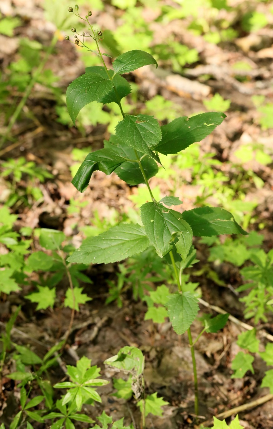 Image of Scrophularia nodosa specimen.