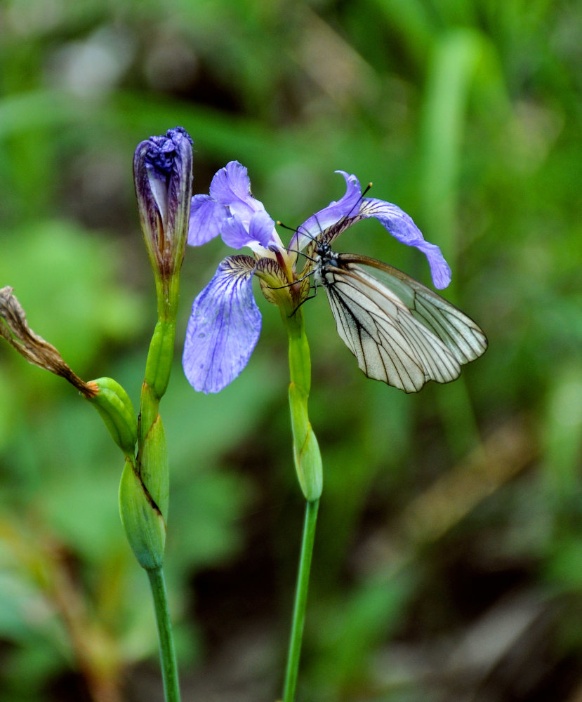 Изображение особи Iris setosa.