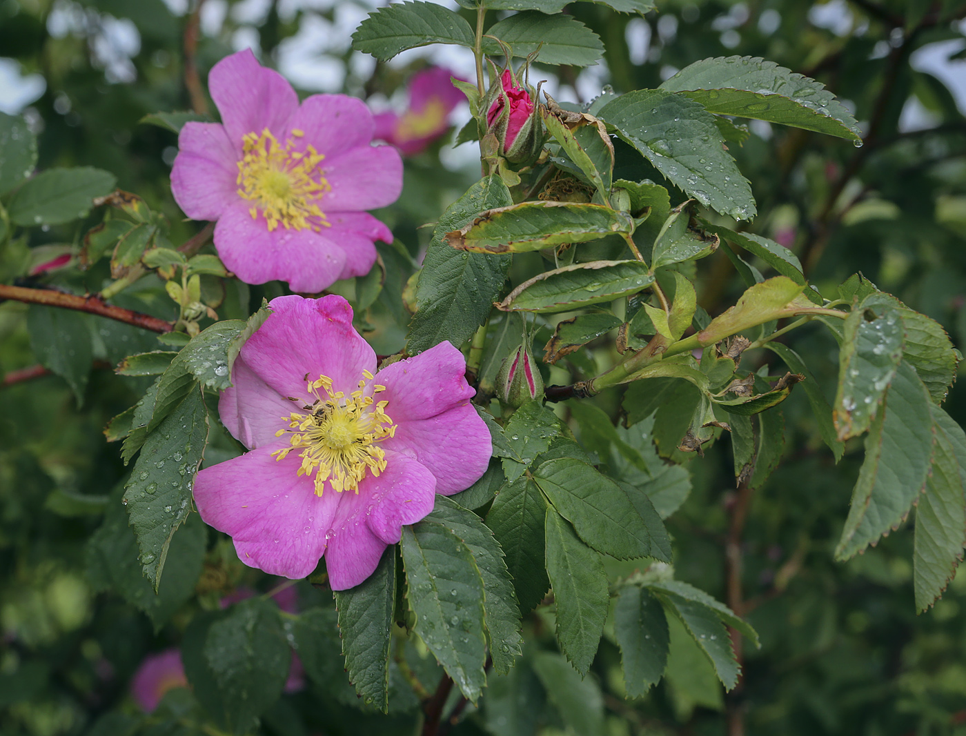 Image of Rosa cinnamomea specimen.