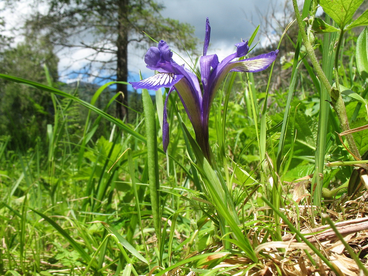 Image of Iris ruthenica specimen.