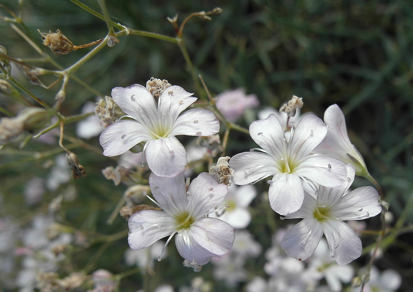 Image of Gypsophila patrinii specimen.