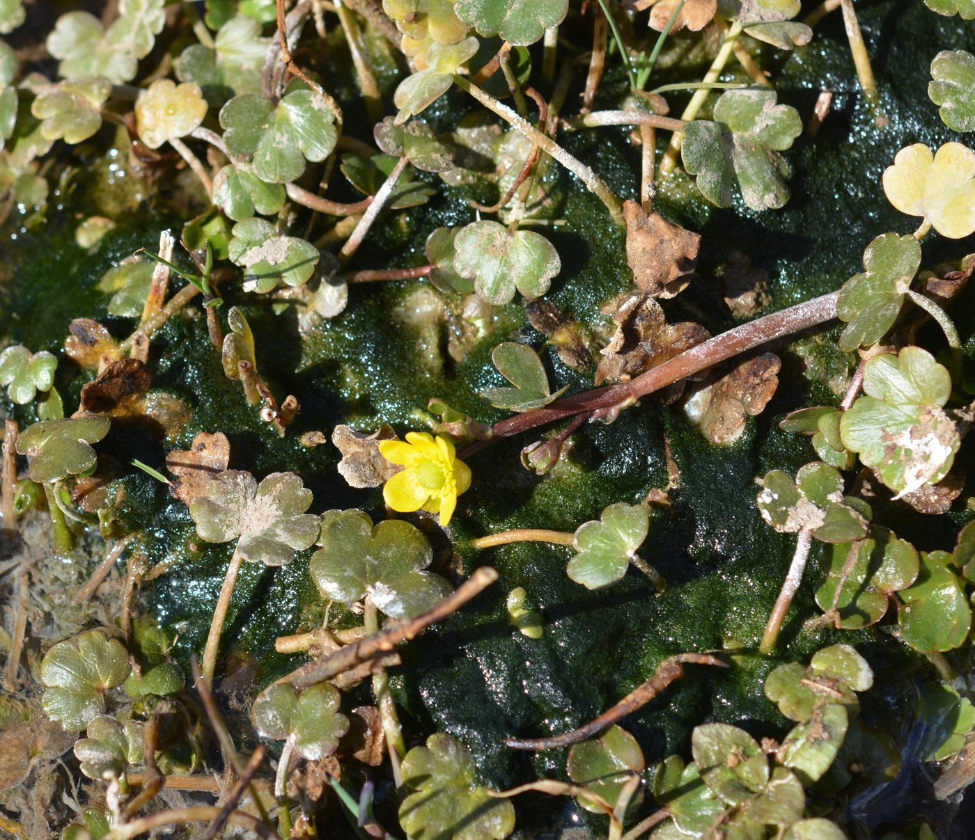 Image of Ranunculus natans specimen.