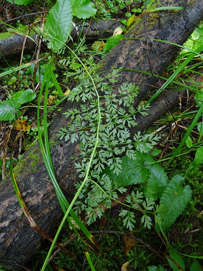 Image of Selinum carvifolia specimen.