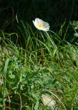 Papaver подвид gracile