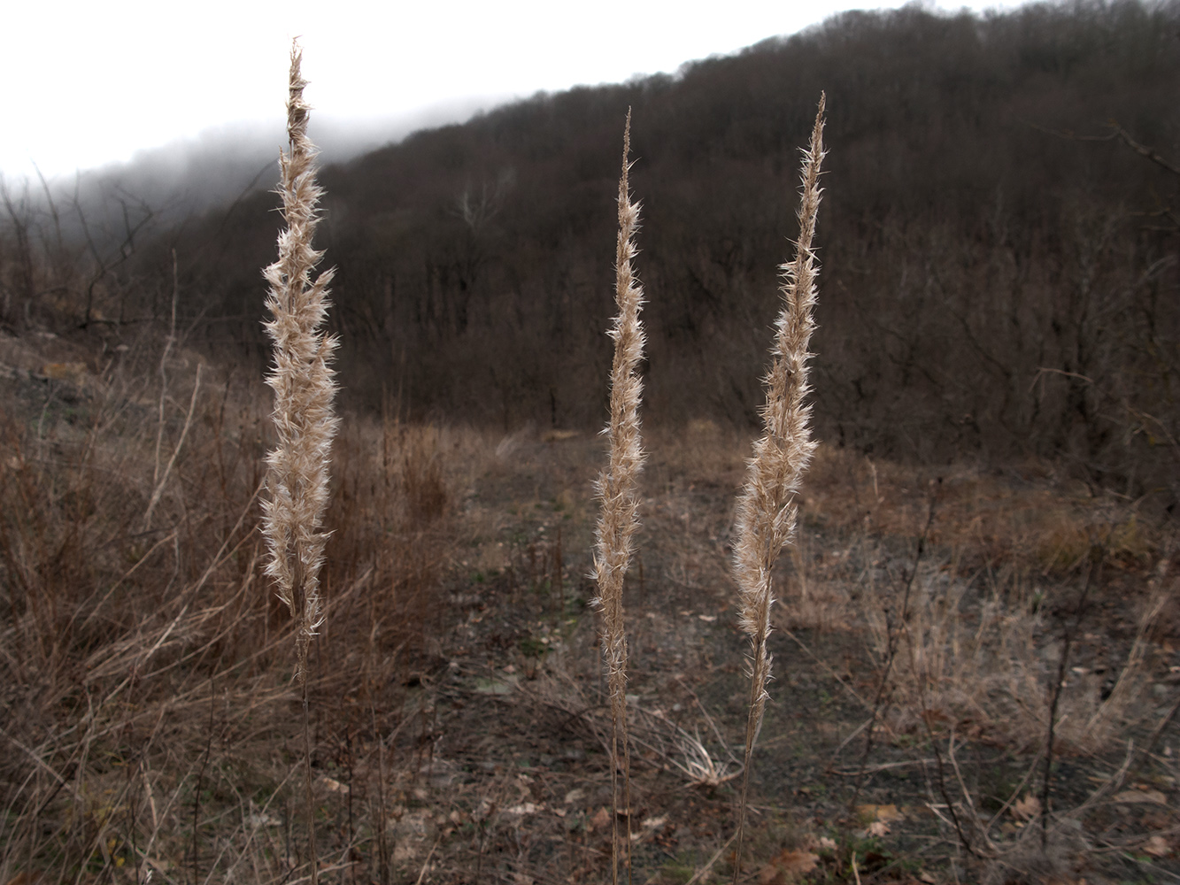 Image of Calamagrostis pseudophragmites specimen.