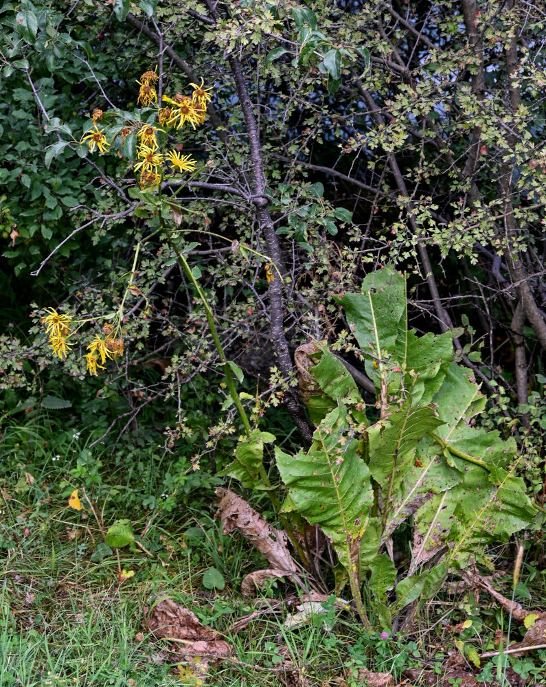 Изображение особи Inula macrophylla.