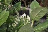 Calotropis gigantea. Верхушка побега с соцветием. Таиланд, Бангкок, Донмыанг, жилой квартал, у забора, в культуре. 10.09.2023.