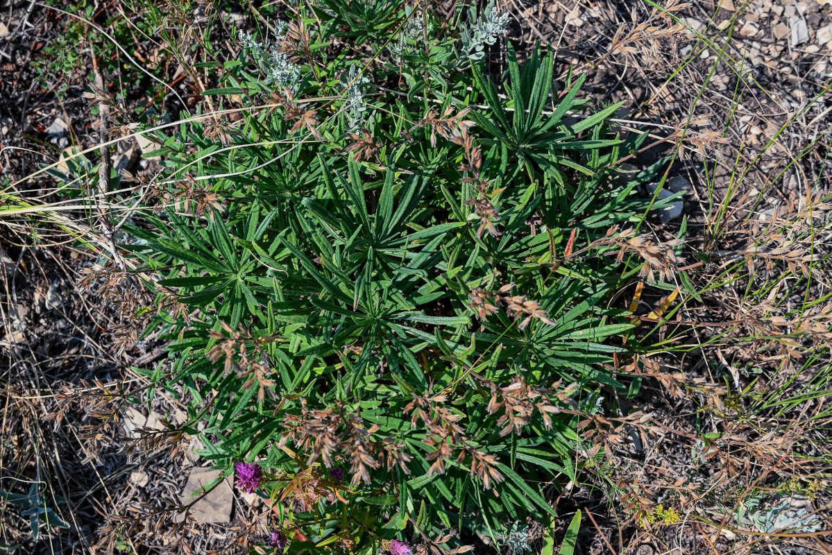 Image of Onosma simplicissima specimen.