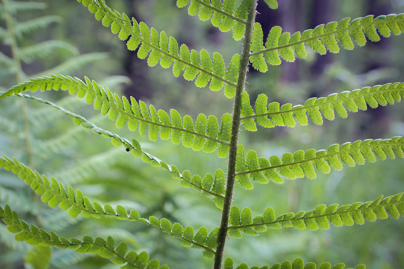 Image of Dryopteris filix-mas specimen.