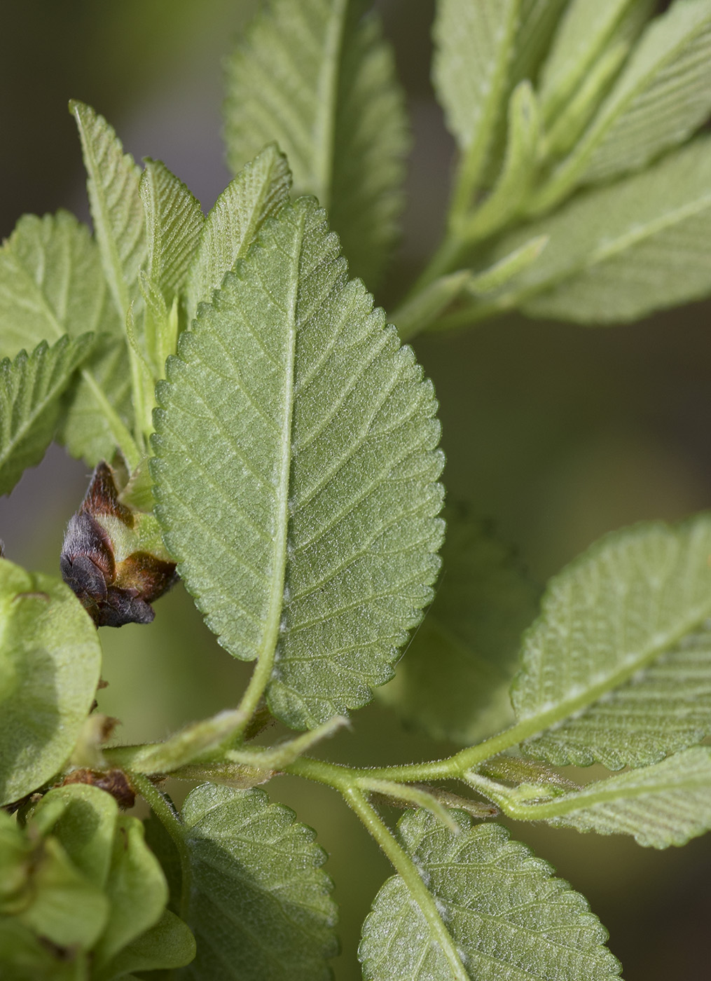 Ulmus minor - Изображение особи - Плантариум