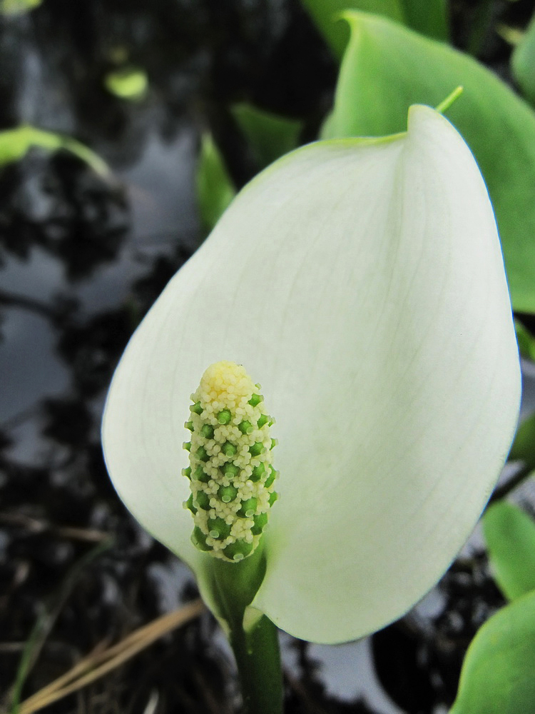 Image of Calla palustris specimen.