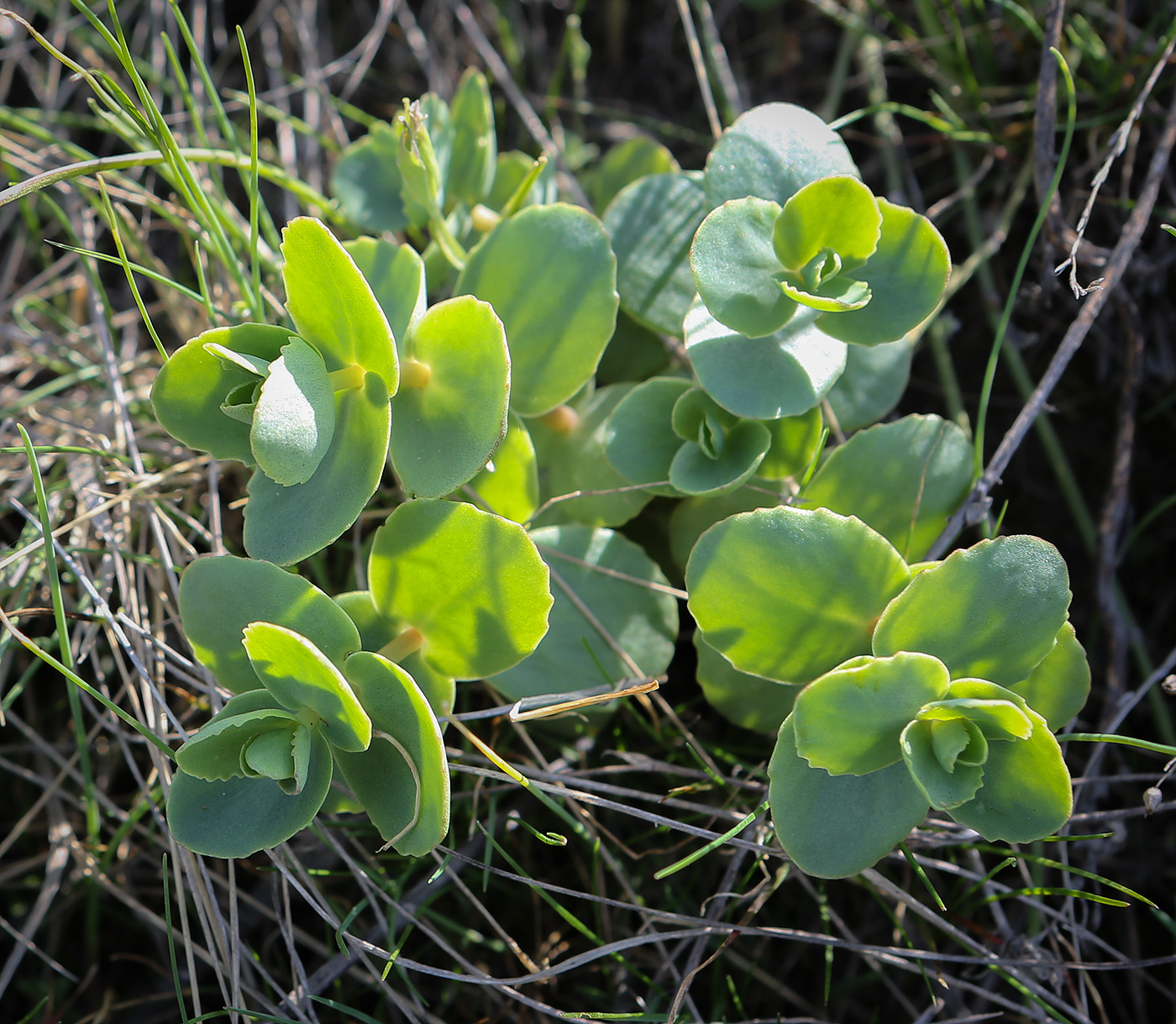 Image of Hylotelephium stepposum specimen.