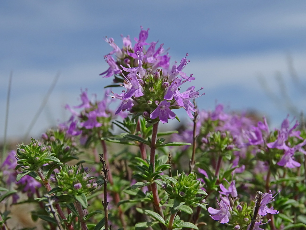 Изображение особи Thymus mugodzharicus.