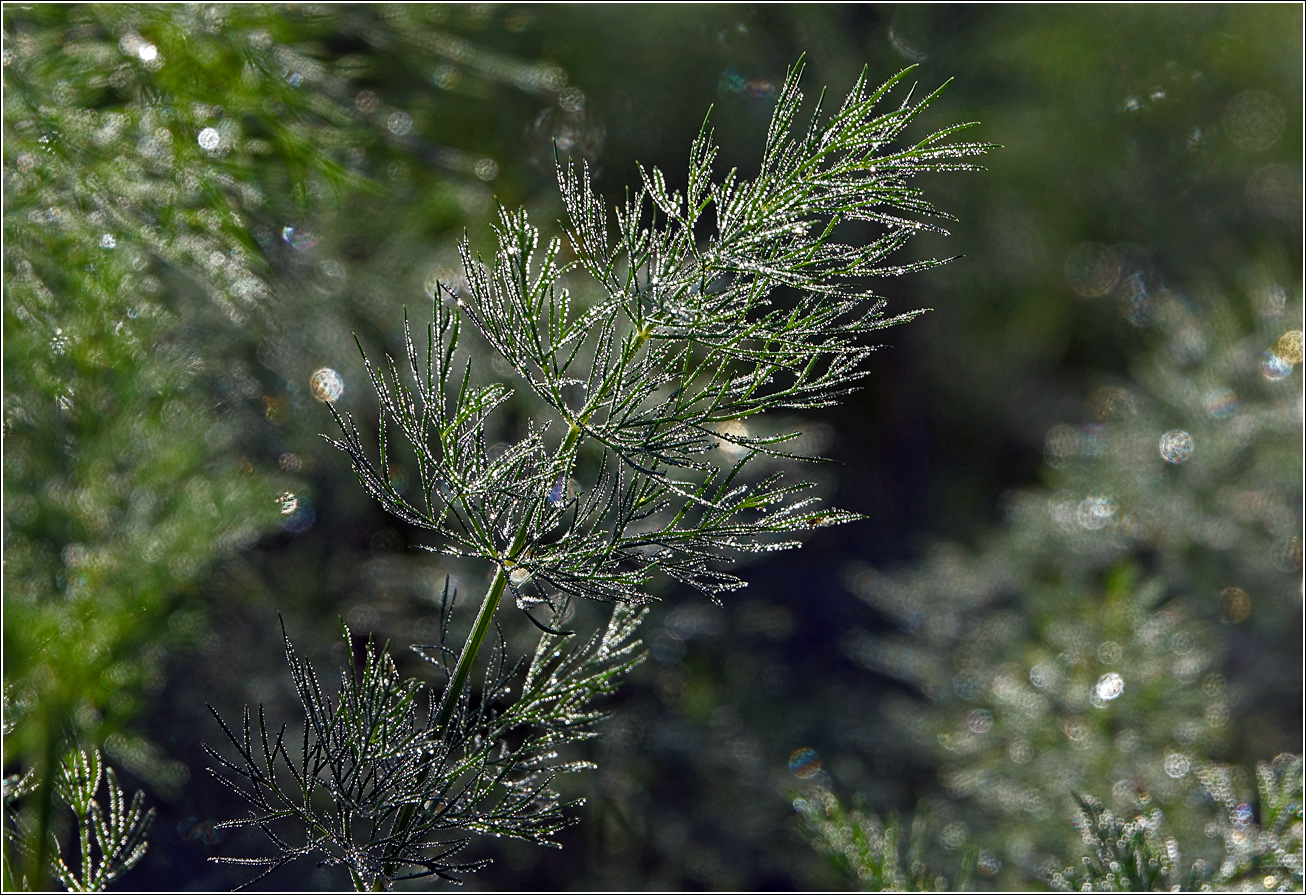 Изображение особи Anethum graveolens.