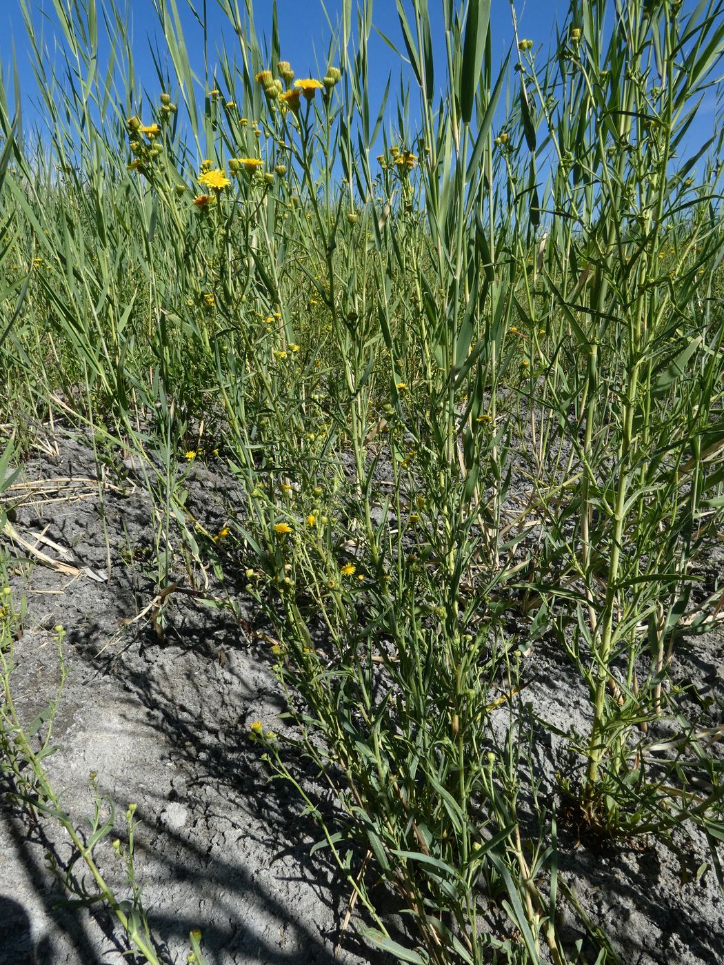 Image of Inula caspica specimen.