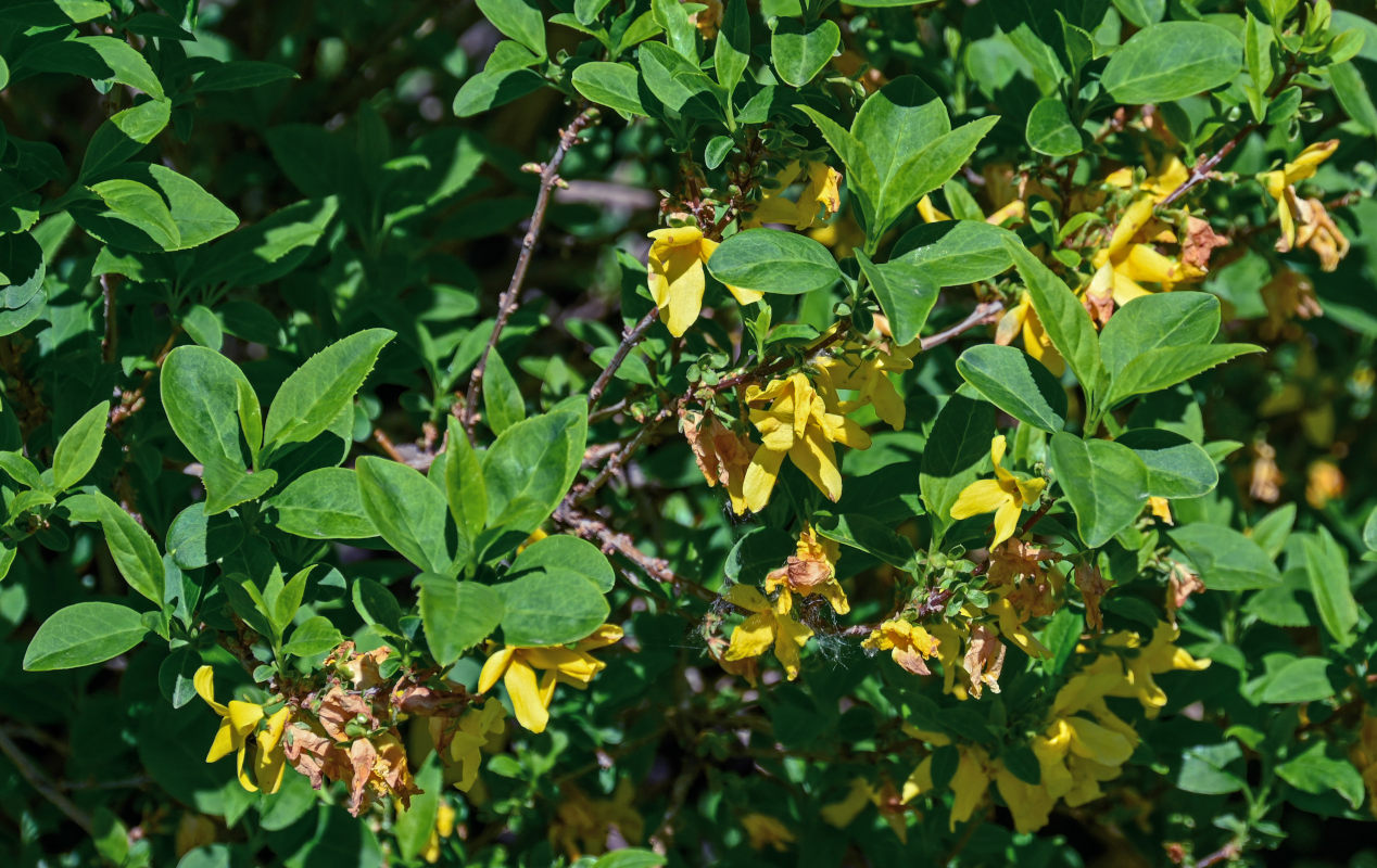 Image of Forsythia &times; intermedia specimen.