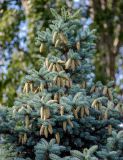 Picea pungens form glauca. Верхушка кроны с шишками. Москва, Главный ботанический сад, в культуре. 19.06.2008.