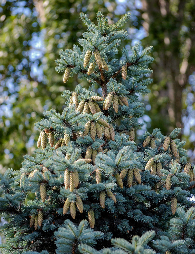 Image of Picea pungens f. glauca specimen.