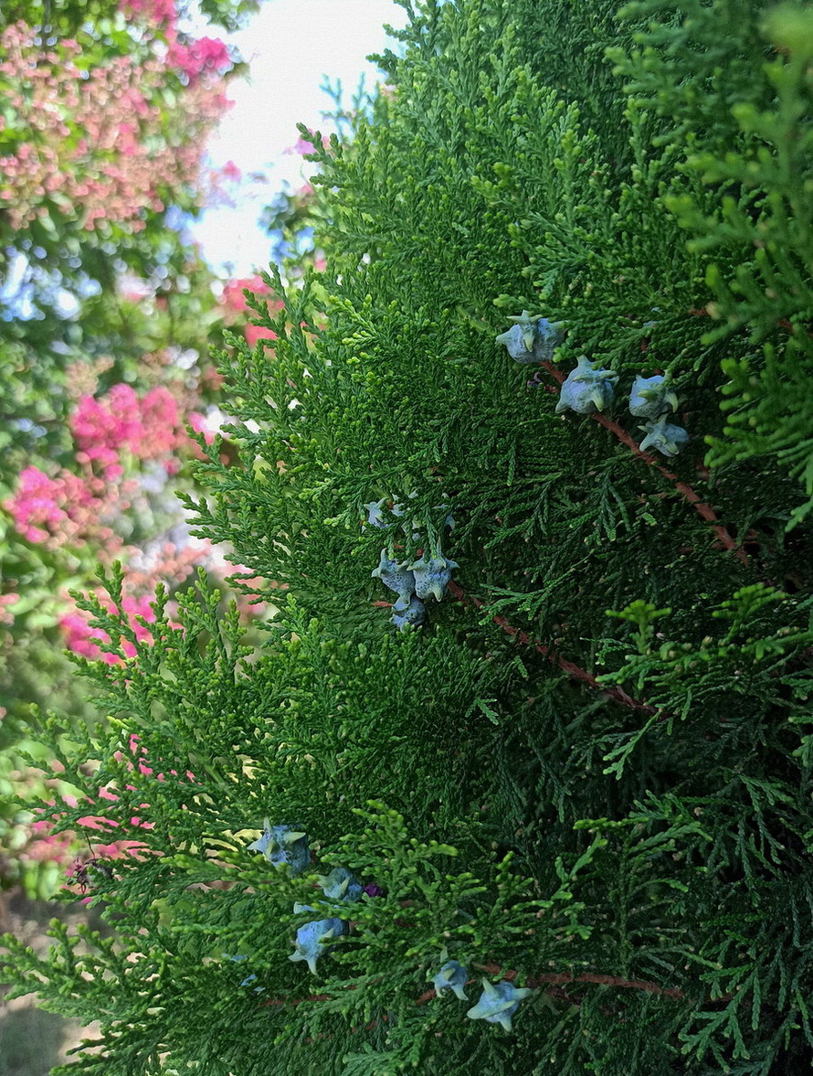 Изображение особи Platycladus orientalis.