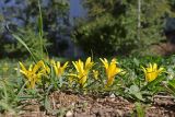 Sternbergia colchiciflora. Цветущие растения. Крым, Севастополь, ул. Гоголя, газон в старом сквере. 28.09.2024.