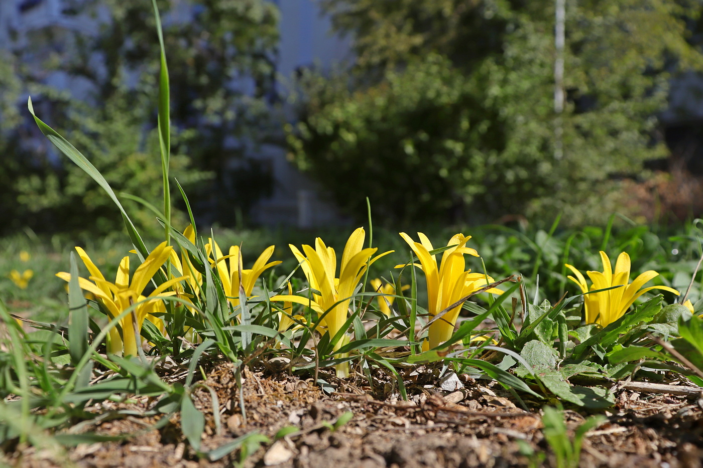 Изображение особи Sternbergia colchiciflora.