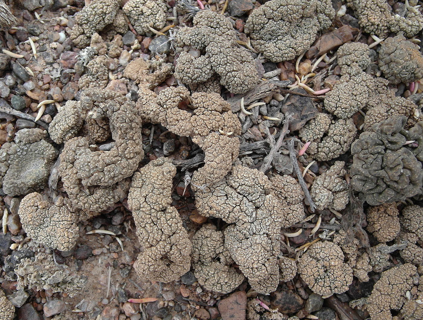 Image of Aspicilia vagans specimen.