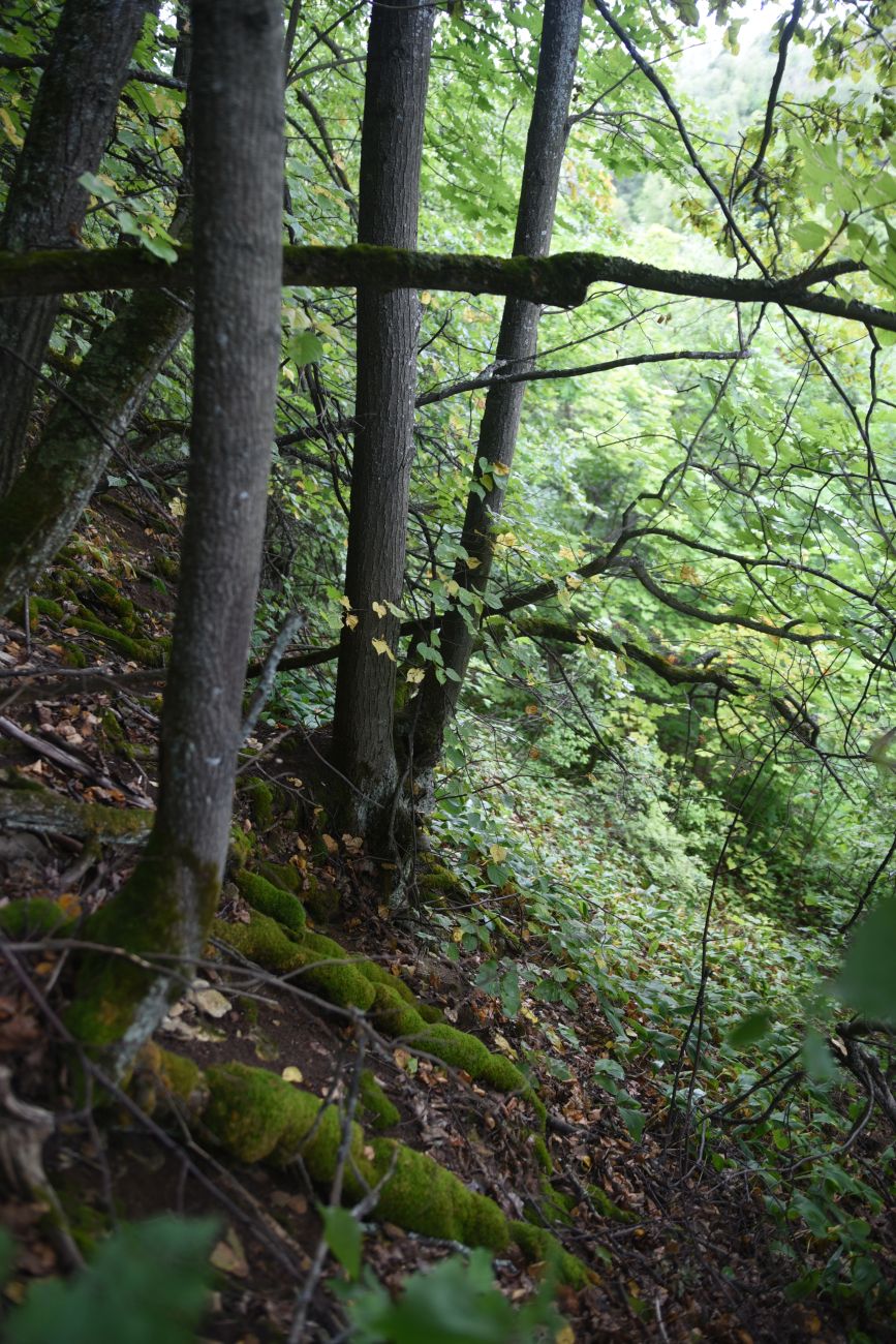 Image of Tilia cordata specimen.