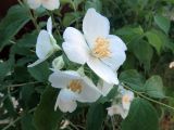 Philadelphus coronarius. Соцветие в каплях утренней росы. Ульяновск, Заволжский р-н, уличное насаждение. 09.06.2024.