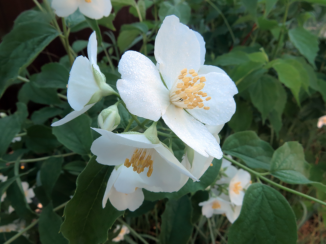 Image of Philadelphus coronarius specimen.