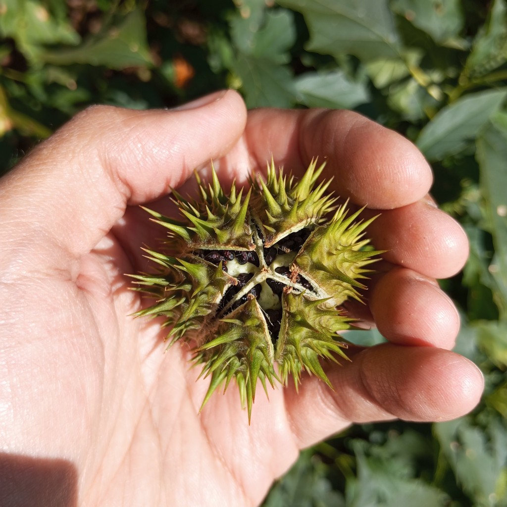 Изображение особи Datura stramonium.